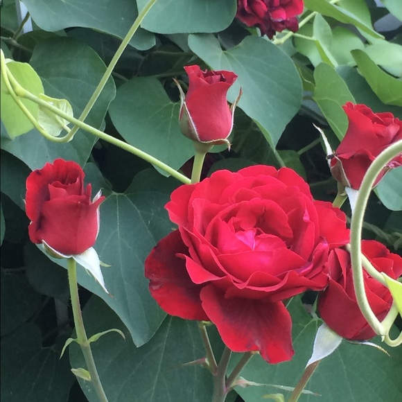 Meet your Posher, Kim - Picture 3 of 5